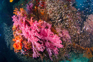 Underwater soft coral underwater with bright color fish.Similan,North Andaman Sea,Thailand