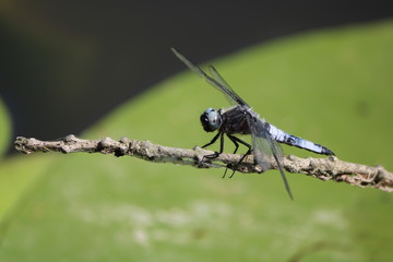 libellule