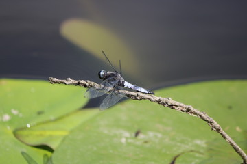 Libellule