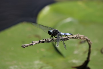 Libellule