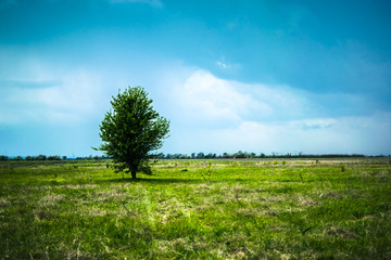 Fototapeta na wymiar Lone Small Tree in Grass Field with Storm