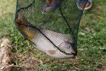Carp in the fishing net