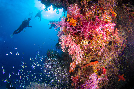 Underwater coral with bright color fish. There is a diver in the background, Similan, North Andaman Sea, Thailand.