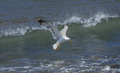 Seagull against sea background