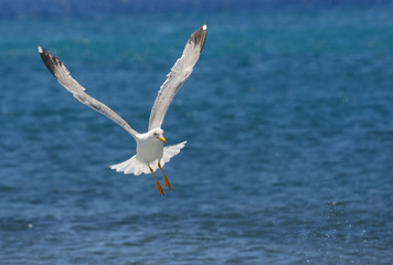Seagull against sea background
