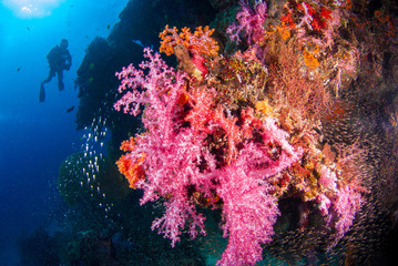 Naklejka na ściany i meble Underwater coral with bright color fish. There is a diver in the