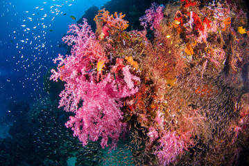 Naklejka na ściany i meble Underwater soft coral underwater with bright color fish.Similan,North Andaman Sea,Thailand