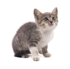 Obraz premium Beautiful small gray kitten isolated on white background