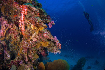 Fototapeta na wymiar Underwater coral with bright color fish. There is a diver in the background, Similan, North Andaman Sea, Thailand.