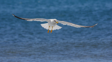 Seagull against sea background