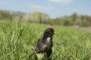 Black cute chicken