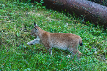 Europäischer Lutz Tierpark Nachwuchs