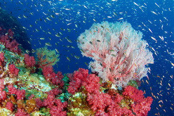 Fototapeta na wymiar Wonderful underwater world with seafan and vibrant colors of corals and fish, Scubadiving Underwater seascape, concept.