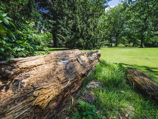 Baumstamm umgefallen Todholz morsch
