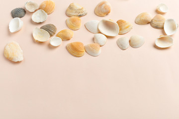 seashells on a bright background