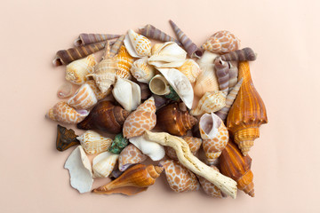 seashells on a bright background