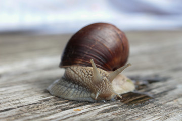 lumaca, chioccia