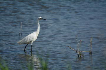 aigrette 