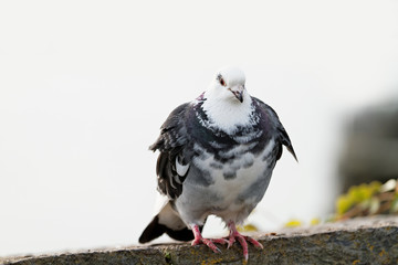 Gray pigeons
