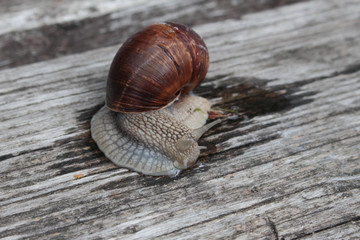 lumaca, chioccia