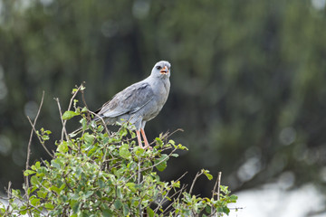 Goshawk