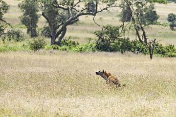 Hyena