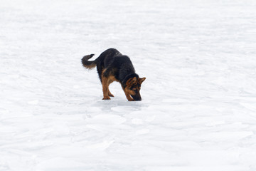 Dog on the ice