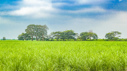 Tropical Rural Landscape Scene, Ecuador