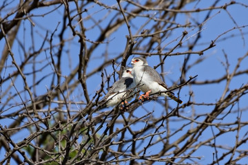 Pigmy Falcons