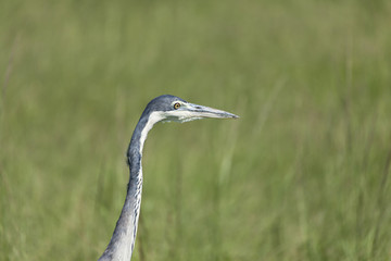 Grey Headed Heron Portrait