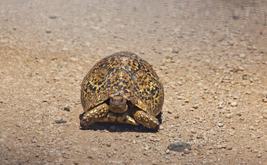 Leopard Tortise