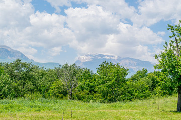 summer landscape in the forest