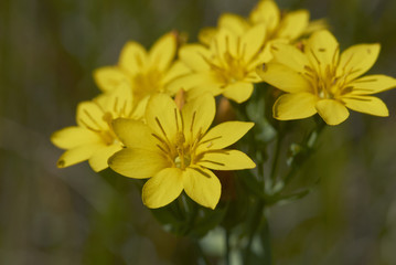 Blackstonia perfoliata  flower close up