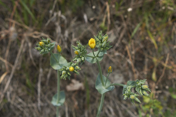 Blackstonia perfoliata  