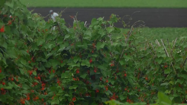 野菜畑　花豆　赤い花