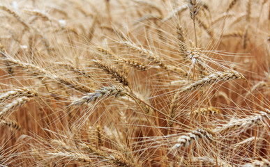 Scene with ear of wheat field in summer time