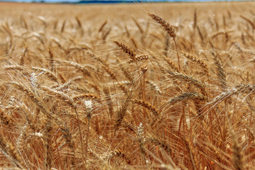 Closeup on golden wheat field at sunny summer day