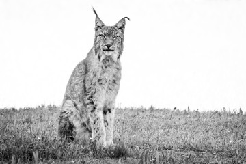 Mono lynx on grass looking at camera