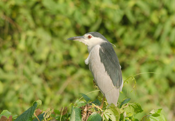 Black-crowned Night Heron (Nycticorax nycticorax) observed in Mumbai, India