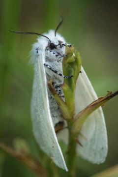White Satin Moth (Leucoma salicis)