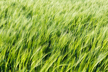 Field of young green barley in the wind before sunset, abstract background