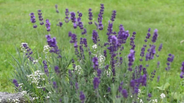 Lavender flowers sway in the wind