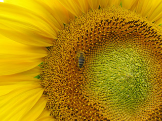 Sunflower in a field