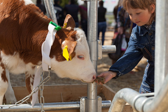 child feeds brown calf