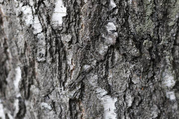 the bark of the birch, the structure of the background