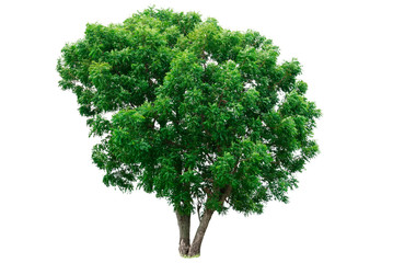Fototapeta na wymiar Green tree isolated on white background.