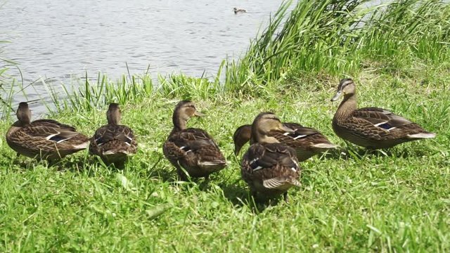 ducks walking on the lake