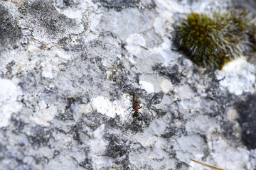 An ant carries a dead bug