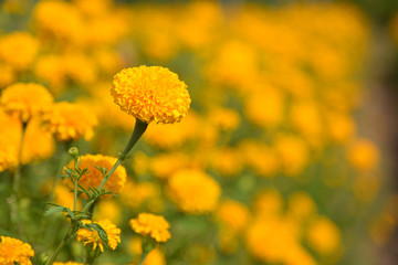 Yellow marigold in the garden.