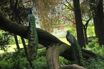 Fototapeta premium peacock